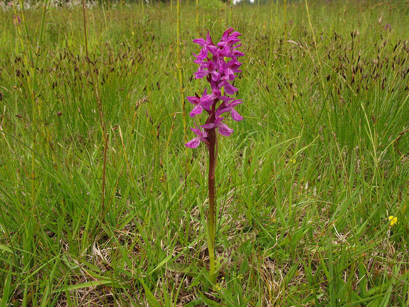 Chiedo ancora aiutooooo (Dactylorhiza incarnata/lapponica?)